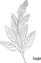 Sage Herb Garden concept, popular culinary herbs. For cosmetics, store, health care, tag label, food design, Hand drawn in thin line style