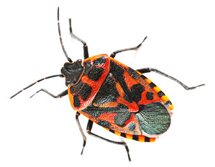 Firebug, Pyrrhocoris apterus, isolated on white, top view