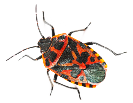 Firebug, Pyrrhocoris apterus, isolated on white, top view