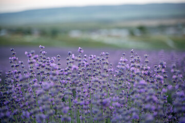 Blooming lavender field. Beautiful purple flowers. Regional organic cultivation.