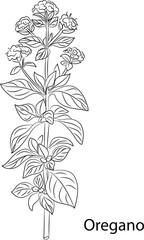 Oregano Herb Garden concept, popular culinary herbs. For cosmetics, store, health care, tag label, food design, Hand drawn in thin line style
