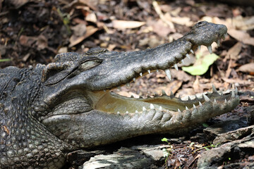 Close up crocodile is close eye and show head in garden