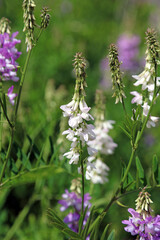 Macro image of a white Common Goat's rue bloom, Derbyshire England

