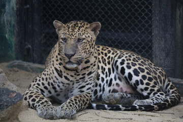 The leopard tiger is rest in zoology