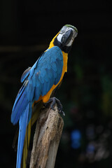 Close up head the Blue macaw parrot bird in garden