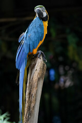 Close up head the Blue macaw parrot bird in garden