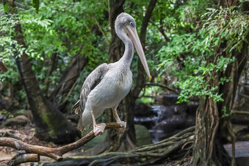 The great white pelican bird is standing in nature garden