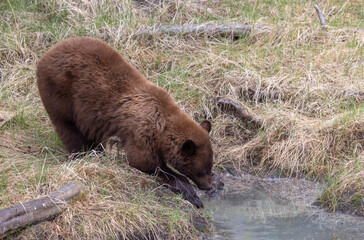 Black Bear in Yellowstone National Park Wyoming in Springtime