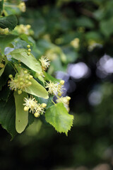 Macro image of Small-leaved Lime flowers, Derbyshire England
