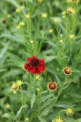 Macro image of Sneezeweed blooms and buds, Derbyshire England
