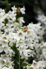 Macro image of white Bellflower blooms, Derbyshire England
