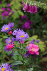 Fototapeta premium Purple Midsummer daisy blooms, Derbyshire England 