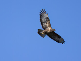 Buzzard in flight, flying buzzard with blue sky, buzzard with outstretched wings