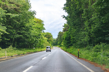 Highway Leading Through a Lush Green Forest