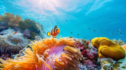 Obraz premium A Clownfish Swims Near Anemone and Coral in the Ocean