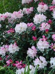 Obraz premium pink flowers