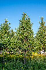 Garden with fruit trees
