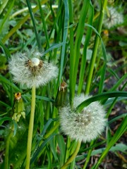 dandelion in the grass