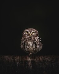 little owl