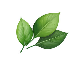 Obraz premium green leaves vector icon design on white background.