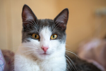 A cat is laying on a bed with a pink and white blanket. The cat is looking at the camera with a curious expression.