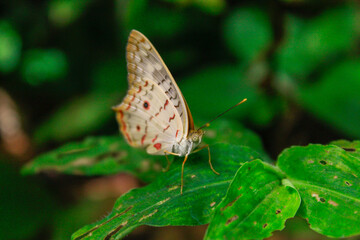 Mariposa pavo real blanca de Guayaramerín