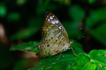 Mariposa pavo real blanca de Guayaramerín