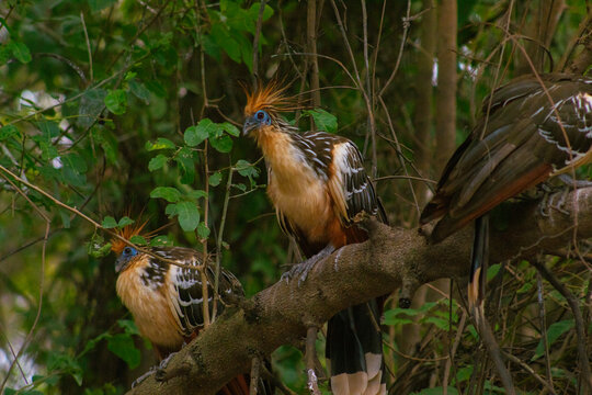 Aves en las pampas del beni