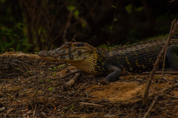 Reptiles del rio Yacuma