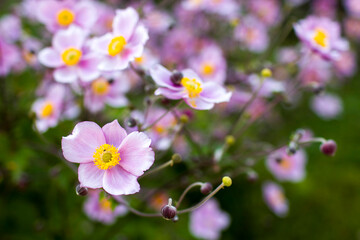 anemone flowers in the garden, summertime