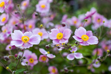 Fototapeta premium anemone flowers in the garden, summertime