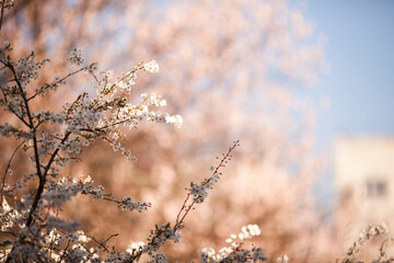 Sakura blossom in spring