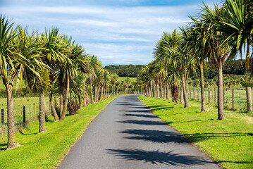 Landscape photography of palm alley; garden; road, path, green plant; background; bright summer blue sky with clouds, nature; gardening