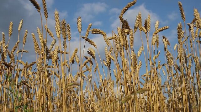 Golden wheat field and sunny day. Ears of wheat or rye ready to be harvested, close-up against light swaying in the wind. Blue sky, white clouds. Concept idea bountiful harvest, world food crisis. MP4