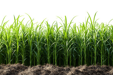 Obraz premium sugar cane plantation isolated on transparent background&nbsp;