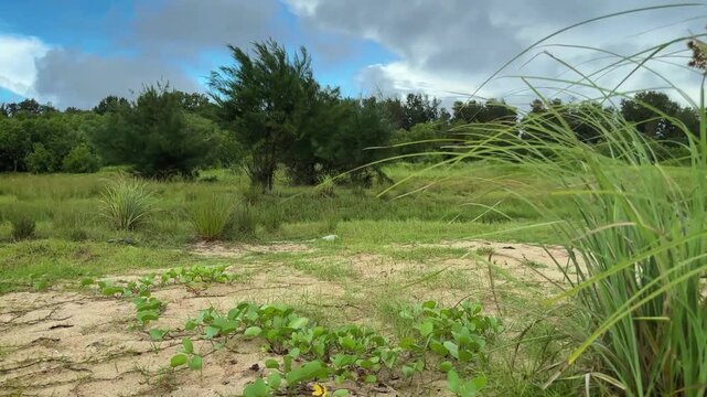 grass and blue sky at Kerala village