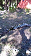 picture of a caterpillar on a tree