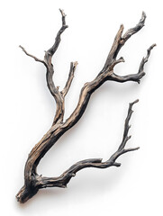 Obraz premium Detailed Texture of a Dry Tree Branch Isolated on White Background