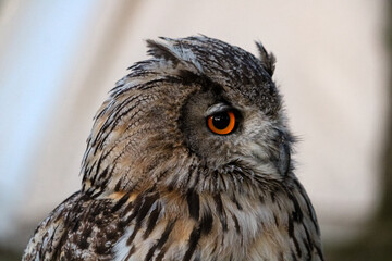close up of an owl