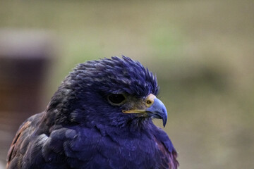 close up of an eagle