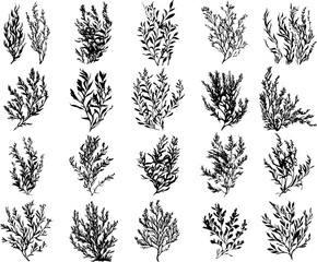 Seaweed Silhouette Art Illustration Collection