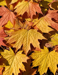 Obraz premium Autumn colored maple tree branch isolated at the edge of an empty sunny blue sky, blurry yellow and orange bright fall leaf background with copy space