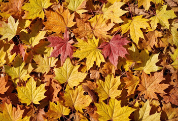 Fototapeta premium Autumn colored maple tree branch isolated at the edge of an empty sunny blue sky, blurry yellow and orange bright fall leaf background with copy space