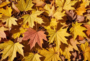 Fototapeta premium Autumn colored maple tree branch isolated at the edge of an empty sunny blue sky, blurry yellow and orange bright fall leaf background with copy space