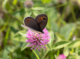 closeup of a Lasiommata maera or large wall brown butterfly on a clover flower