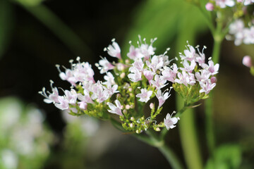 closeup of the flowers of Valerian montana or mountain valerian