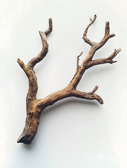 Obraz premium Detailed Texture of a Dry Tree Branch Isolated on White Background