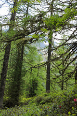 forest on hike to Gamshut by Finkenberg in the alps in summer