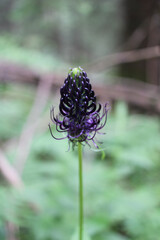 Closeup of Phyteuma ovatum or phyteuma flowering plant