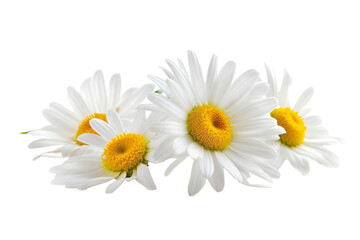 a group of white and yellow flowers